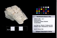 Foto (Objekt + Etikett) von Goniodromites sp.  (NHMW-GEO-1990-0041-3989)
